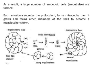 As a result, a large number of amoeboid cells (amoebulae) are
formed.
Each amoebula secretes the proloculum, forms rhizopodia, then it
grows and forms other chambers of the shell to become a
megalospheric form.
 