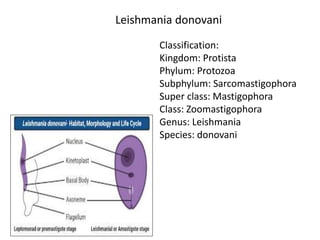 Leishmania donovani
Classification:
Kingdom: Protista
Phylum: Protozoa
Subphylum: Sarcomastigophora
Super class: Mastigophora
Class: Zoomastigophora
Genus: Leishmania
Species: donovani
 