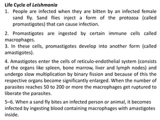 Life Cycle of Leishmania
1. People are infected when they are bitten by an infected female
sand fly. Sand flies inject a form of the protozoa (called
promastigotes) that can cause infection.
2. Promastigotes are ingested by certain immune cells called
macrophages.
3. In these cells, promastigotes develop into another form (called
amastigotes).
4. Amastigotes enter the cells of reticulo-endothelial system (consists
of the organs like spleen, bone marrow, liver and lymph nodes) and
undergo slow multiplication by binary fission and because of this the
respective organs become significantly enlarged. When the number of
parasites reaches 50 to 200 or more the macrophages get ruptured to
liberate the parasites.
5–6. When a sand fly bites an infected person or animal, it becomes
infected by ingesting blood containing macrophages with amastigotes
inside.
 
