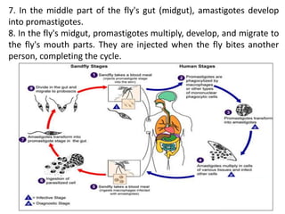 7. In the middle part of the fly's gut (midgut), amastigotes develop
into promastigotes.
8. In the fly's midgut, promastigotes multiply, develop, and migrate to
the fly's mouth parts. They are injected when the fly bites another
person, completing the cycle.
 