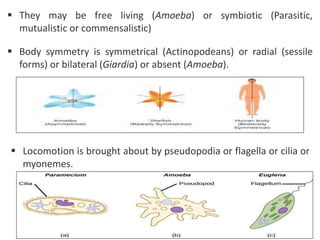  They may be free living (Amoeba) or symbiotic (Parasitic,
mutualistic or commensalistic)
 Body symmetry is symmetrical (Actinopodeans) or radial (sessile
forms) or bilateral (Giardia) or absent (Amoeba).
 Locomotion is brought about by pseudopodia or flagella or cilia or
myonemes.
 