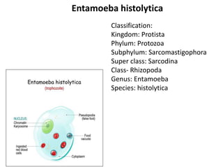 Classification:
Kingdom: Protista
Phylum: Protozoa
Subphylum: Sarcomastigophora
Super class: Sarcodina
Class- Rhizopoda
Genus: Entamoeba
Species: histolytica
Entamoeba histolytica
 