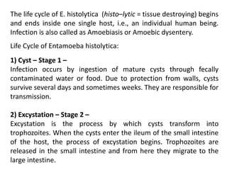 The life cycle of E. histolytica (histo–lytic = tissue destroying) begins
and ends inside one single host, i.e., an individual human being.
Infection is also called as Amoebiasis or Amoebic dysentery.
Life Cycle of Entamoeba histolytica:
1) Cyst – Stage 1 –
Infection occurs by ingestion of mature cysts through fecally
contaminated water or food. Due to protection from walls, cysts
survive several days and sometimes weeks. They are responsible for
transmission.
2) Excystation – Stage 2 –
Excystation is the process by which cysts transform into
trophozoites. When the cysts enter the ileum of the small intestine
of the host, the process of excystation begins. Trophozoites are
released in the small intestine and from here they migrate to the
large intestine.
 