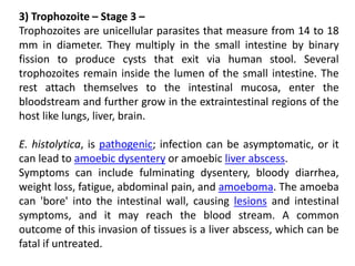 3) Trophozoite – Stage 3 –
Trophozoites are unicellular parasites that measure from 14 to 18
mm in diameter. They multiply in the small intestine by binary
fission to produce cysts that exit via human stool. Several
trophozoites remain inside the lumen of the small intestine. The
rest attach themselves to the intestinal mucosa, enter the
bloodstream and further grow in the extraintestinal regions of the
host like lungs, liver, brain.
E. histolytica, is pathogenic; infection can be asymptomatic, or it
can lead to amoebic dysentery or amoebic liver abscess.
Symptoms can include fulminating dysentery, bloody diarrhea,
weight loss, fatigue, abdominal pain, and amoeboma. The amoeba
can 'bore' into the intestinal wall, causing lesions and intestinal
symptoms, and it may reach the blood stream. A common
outcome of this invasion of tissues is a liver abscess, which can be
fatal if untreated.
 