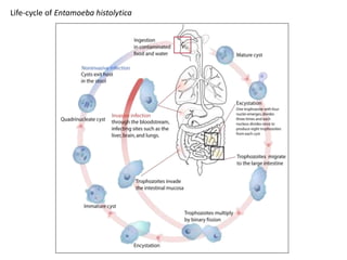 Life-cycle of Entamoeba histolytica
 