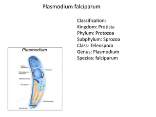 Classification:
Kingdom: Protista
Phylum: Protozoa
Subphylum: Sprozoa
Class- Teleospora
Genus: Plasmodium
Species: falciparum
Plasmodium falciparum
 