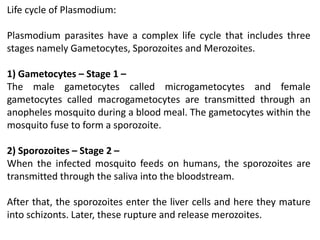 Life cycle of Plasmodium:
Plasmodium parasites have a complex life cycle that includes three
stages namely Gametocytes, Sporozoites and Merozoites.
1) Gametocytes – Stage 1 –
The male gametocytes called microgametocytes and female
gametocytes called macrogametocytes are transmitted through an
anopheles mosquito during a blood meal. The gametocytes within the
mosquito fuse to form a sporozoite.
2) Sporozoites – Stage 2 –
When the infected mosquito feeds on humans, the sporozoites are
transmitted through the saliva into the bloodstream.
After that, the sporozoites enter the liver cells and here they mature
into schizonts. Later, these rupture and release merozoites.
 