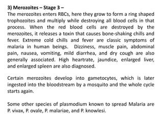 3) Merozoites – Stage 3 –
The merozoites enters RBCs, here they grow to form a ring shaped
trophozoites and multiply while destroying all blood cells in that
process. When the red blood cells are destroyed by the
merozoites, it releases a toxin that causes bone-shaking chills and
fever. Extreme cold chills and fever are classic symptoms of
malaria in human beings. Dizziness, muscle pain, abdominal
pain, nausea, vomiting, mild diarrhea, and dry cough are also
generally associated. High heartrate, jaundice, enlarged liver,
and enlarged spleen are also diagnosed.
Certain merozoites develop into gametocytes, which is later
ingested into the bloodstream by a mosquito and the whole cycle
starts again.
Some other species of plasmodium known to spread Malaria are
P. vivax, P. ovale, P. malariae, and P. knowlesi.
 
