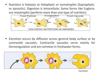  Nutrition is holozoic or holophytic or osmotrophic (Saprophytic
or parasitic). Digestion is intracellular. Some forms like Euglena
are mixotrophic (perform more than one type of nutrition)
 Excretion occurs by diffusion across general body surface or by
contractile vacuoles. Contractile vacuoles serve mainly for
Osmoregulation and are common in freshwater forms.
Excretion
 