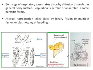  Exchange of respiratory gases takes place by diffusion through the
general body surface. Respiration is aerobic or anaerobic in some
parasitic forms.
 Asexual reproduction takes place by binary fission or multiple
fission or plasmotomy or budding.
 