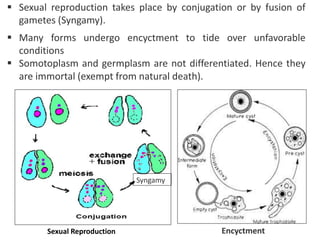  Sexual reproduction takes place by conjugation or by fusion of
gametes (Syngamy).
 Many forms undergo encyctment to tide over unfavorable
conditions
 Somotoplasm and germplasm are not differentiated. Hence they
are immortal (exempt from natural death).
Syngamy
Sexual
Reproduction
Sexual Reproduction Encyctment
 