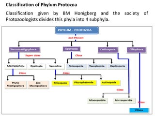 Classification of Phylum Protozoa
Classification given by BM Honigberg and the society of
Protozoologists divides this phyla into 4 subphyla.
 