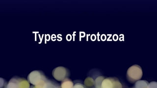 Types of Protozoa
 