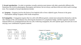 2. Sexual reproduction – In order to reproduce sexually, protozoa must interact with other, genetically different cells.
Sometimes this involves plasmogamy, Karyogamy and meiosis, but not always, and these terms are rarely used in zoology
texts. Two examples of sexual reproduction include:
a) Syngamy – Syngamy involves the fusion of two haploid cells to form a diploid zygote. Protozoa in the genus
Plasmodium undergo Syngamy while inside mosquitoes.
b) Conjugation – Conjugation requires that two cells with different genetic content meet and position themselves side-by-
side. Portions of the cell membranes fuse allowing the formation of a cytoplasmic bridge, and then segments of genetic
material (DNA) are exchanged between the two cells. Following conjugation, the cells separate again, but each one is now
carrying a new combination of genetic material.
 