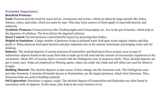 Economic Importance:
Beneficial Protozoa:
Food: Protozoa provide food for insect larvae, crustaceans and worms, which are taken by large animals like fishes,
lobsters, clams, and crabs, which are eaten by man. Thus they form sources of food supply to man both directly and
indirectly.
Symbiotic Protozoa: Certain protozoa like Trichonympha and Colonymphya etc. live in the gut of termite, which help in
the digestion of cellulose. The host utilizes the digested cellulose.
Insect Control: Several protozoa control harmful insects by persisting their bodies.
Helpful in Sanitation: A large number of protozoa living in polluted water feed upon waste organic matters and thus
purify it. Many protozoa feed upon bacteria and play important role in the sanitary betterment and keeping water safe for
drinking.
Industry: The skeletal deposits of marine protozoa (Foraminifera and Radiolaria) from oceanic ooze (a type of
sedimentary deposit found on the ocean floor that is made up of soft mud and the remains of microscopic organisms) at the
sea-bottom. About 30% of oceanic bed is covered with the Globigerina ooze (Calcareous shell). These skeletal deposits are
put to many uses. Some are employed as filtering agents, others are made into chalk and still others are used for abrasive
(rough).
Building Material: The skeletal deposits in due course of time change into the limestone rock. The Globigerina ooze
provides limestone. Comerina (Formally known as Nummulites, are the largest protozoa, which form limestone. Thus,
limestone-beds are used as building material.
Oil Exploration: Petroleum is organic origin. The skeletal deposit of Foraminifera and Radiolaria are often found in
association with oil deposits. In this mean, they help in the exact location of oil.
 