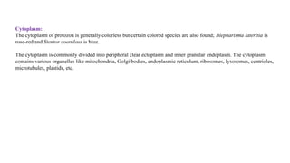 Cytoplasm:
The cytoplasm of protozoa is generally colorless but certain colored species are also found; Blepharisma lateritia is
rose-red and Stentor coeruleus is blue.
The cytoplasm is commonly divided into peripheral clear ectoplasm and inner granular endoplasm. The cytoplasm
contains various organelles like mitochondria, Golgi bodies, endoplasmic reticulum, ribosomes, lysosomes, centrioles,
microtubules, plastids, etc.
 