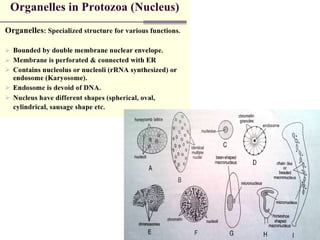 Eukaryotic microorganisms protozoa.pptx
