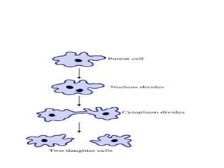 Protozoa amoeba | PPTX