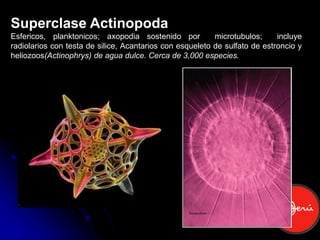 Comprehensive Overview of Protozoa: Classification, Structure, and ...