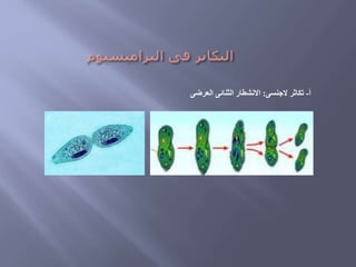 ‫أ‬-‫الجنسى‬ ‫تكاثر‬:‫العرضى‬ ‫الثنائى‬ ‫االنشطار‬
 