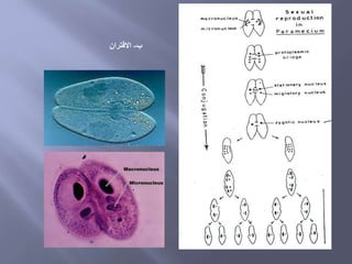 ‫ب‬-‫االقتران‬
 