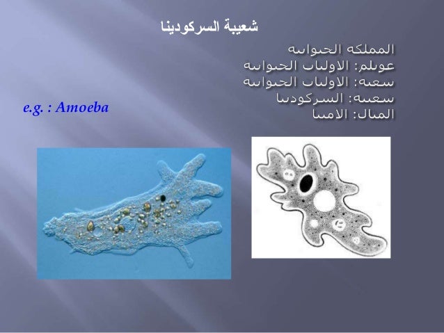 عرقي الخطوط الجوية بري الاوليات السوطيات Lucianicastiglia It