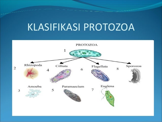  Protozoa  Presentation