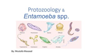 Protozoology &
Entamoeba spp.
By: Mustafa Masood
 