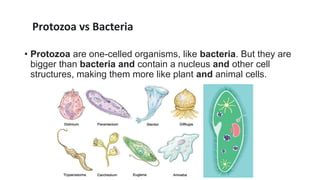 Protozoa and Entamoeba histolytica | PPTX