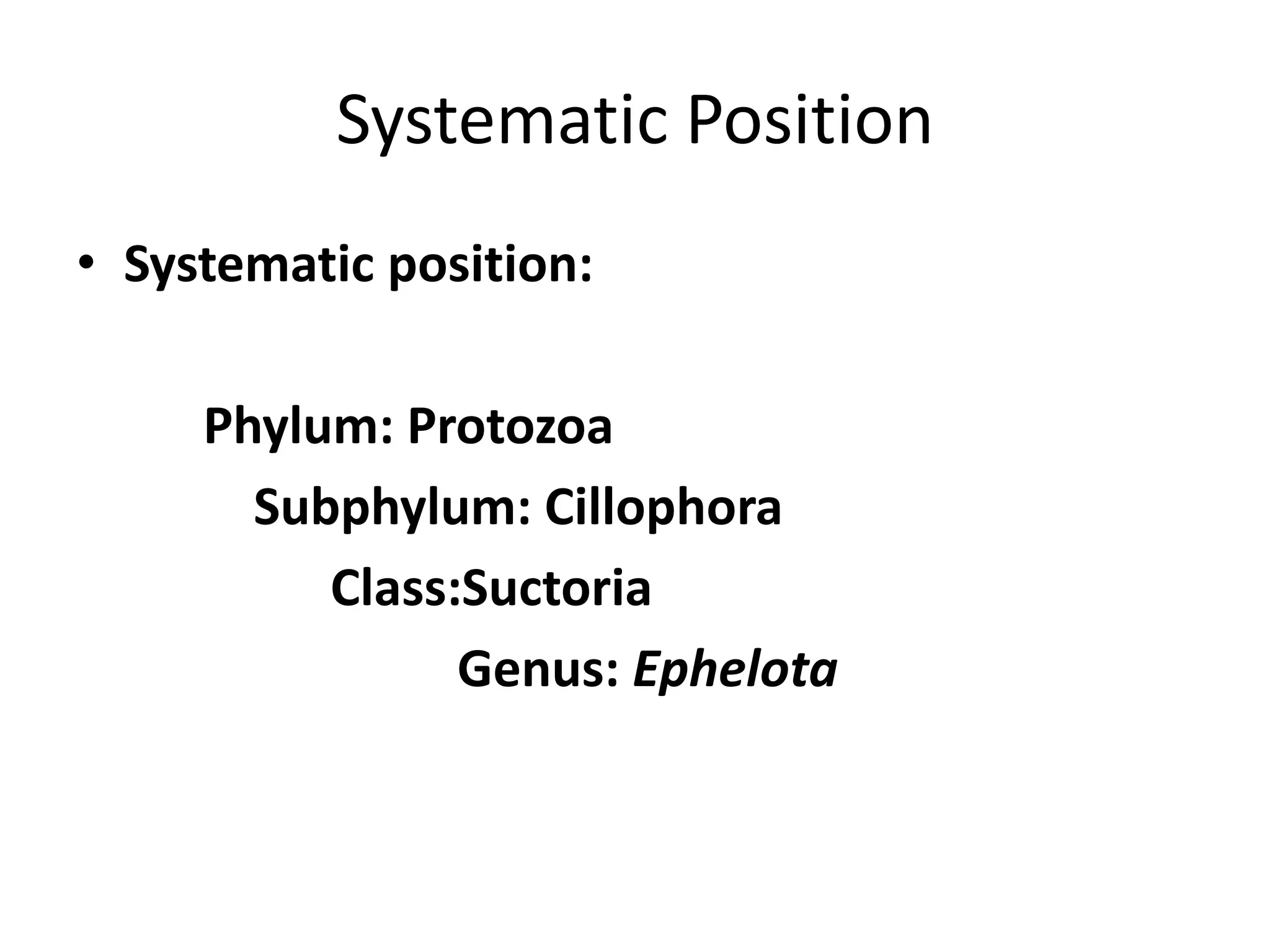 Systematic Position
• Systematic position:
Phylum: Protozoa
Subphylum: Cillophora
Class:Suctoria
Genus: Ephelota
 