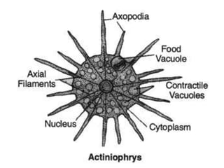 Clear Concept of Protozoa fish | PPTX