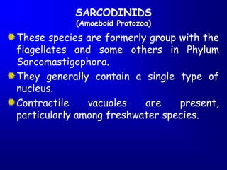 SARCODINIDS
(Amoeboid Protozoa)
These species are formerly group with the
flagellates and some others in Phylum
Sarcomastigophora.
They generally contain a single type of
nucleus.
Contractile vacuoles are present,
particularly among freshwater species.
 