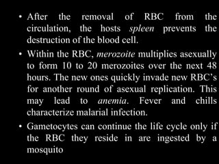 Protozoa III | PPT | Reproductive Health | Diseases and Conditions
