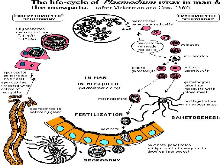 Малярийный плазмодий в кишечнике. Plasmodium Vivax жизненный цикл. Жизненный цикл малярийного плазмодия схема. Цикл малярийного плазмодия схема. Цикл развития малярийного плазмодия.