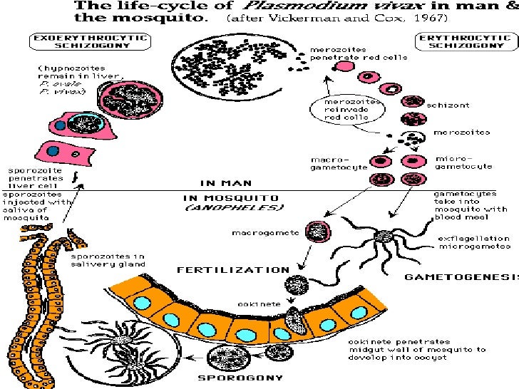 Малярийный плазмодий способ заражения
