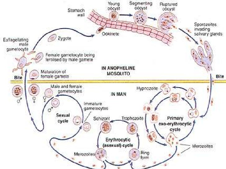 Protozoa III Biology Diagrams
