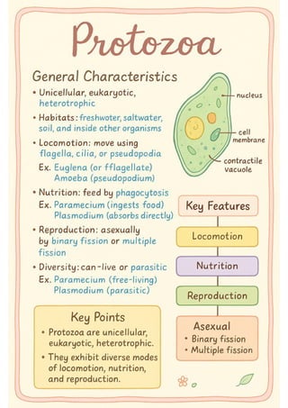 Protozoa in detail with examples and diagrams and some of flowcharts | PDF