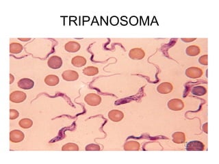 TRIPANOSOMA 