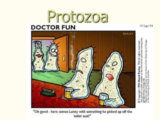 Protozoa
 