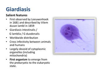 Giardiasis
Salient features
• First observed by Leeuwenhoek
in 1681 and described by Vilem
dusan lambl in 1859
• Giardiasis intestinalis /
G lamblia / G duodenalis
• Worldwide distribution
• Cross infectivity between animals
and humans
• Largely devoid of cytoplasmic
organelles (including
mitochondria)
• First organism to emerge from
the prokaryotic to the eukaryotic
state.
 