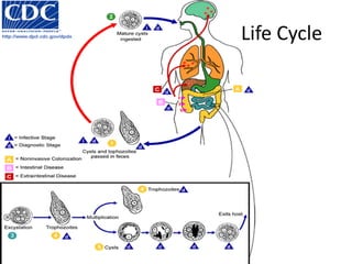 Life Cycle
 