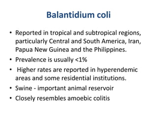 Balantidium coli
• Reported in tropical and subtropical regions,
particularly Central and South America, Iran,
Papua New Guinea and the Philippines.
• Prevalence is usually <1%
• Higher rates are reported in hyperendemic
areas and some residential institutions.
• Swine - important animal reservoir
• Closely resembles amoebic colitis
 