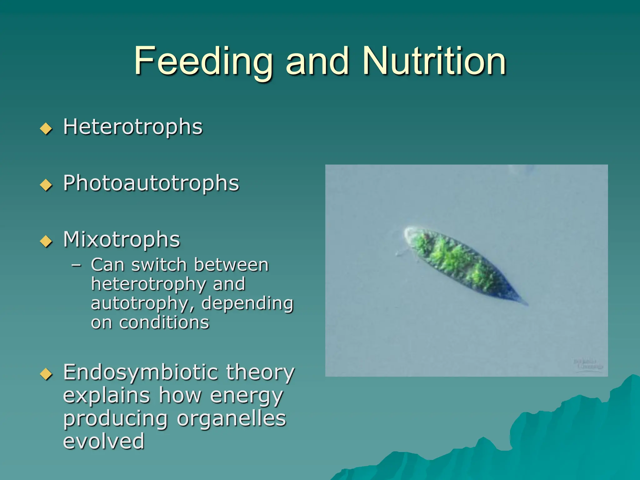 Feeding and Nutrition
 Heterotrophs
 Photoautotrophs
 Mixotrophs
– Can switch between
heterotrophy and
autotrophy, depending
on conditions
 Endosymbiotic theory
explains how energy
producing organelles
evolved
 