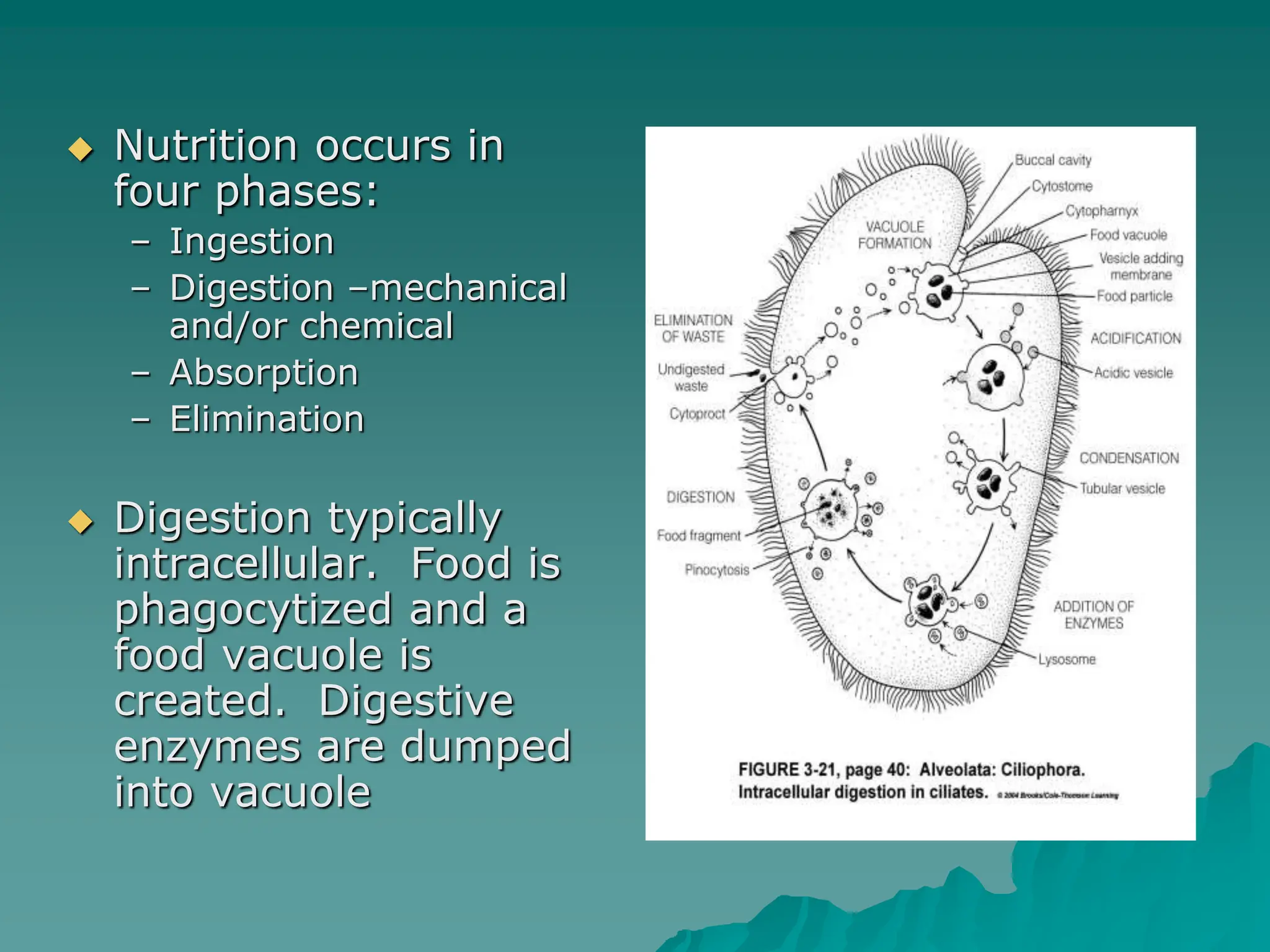  Nutrition occurs in
four phases:
– Ingestion
– Digestion –mechanical
and/or chemical
– Absorption
– Elimination
 Digestion typically
intracellular. Food is
phagocytized and a
food vacuole is
created. Digestive
enzymes are dumped
into vacuole
 