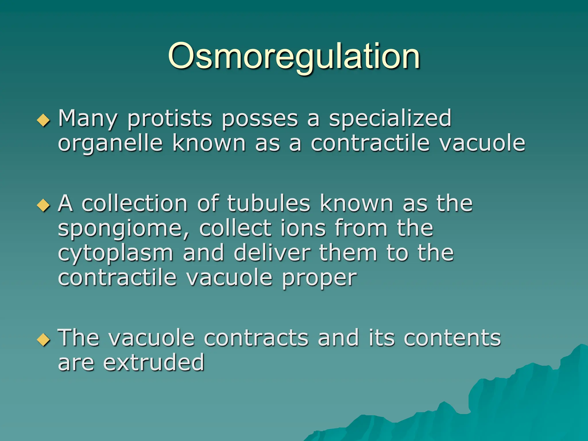 Osmoregulation
 Many protists posses a specialized
organelle known as a contractile vacuole
 A collection of tubules known as the
spongiome, collect ions from the
cytoplasm and deliver them to the
contractile vacuole proper
 The vacuole contracts and its contents
are extruded
 