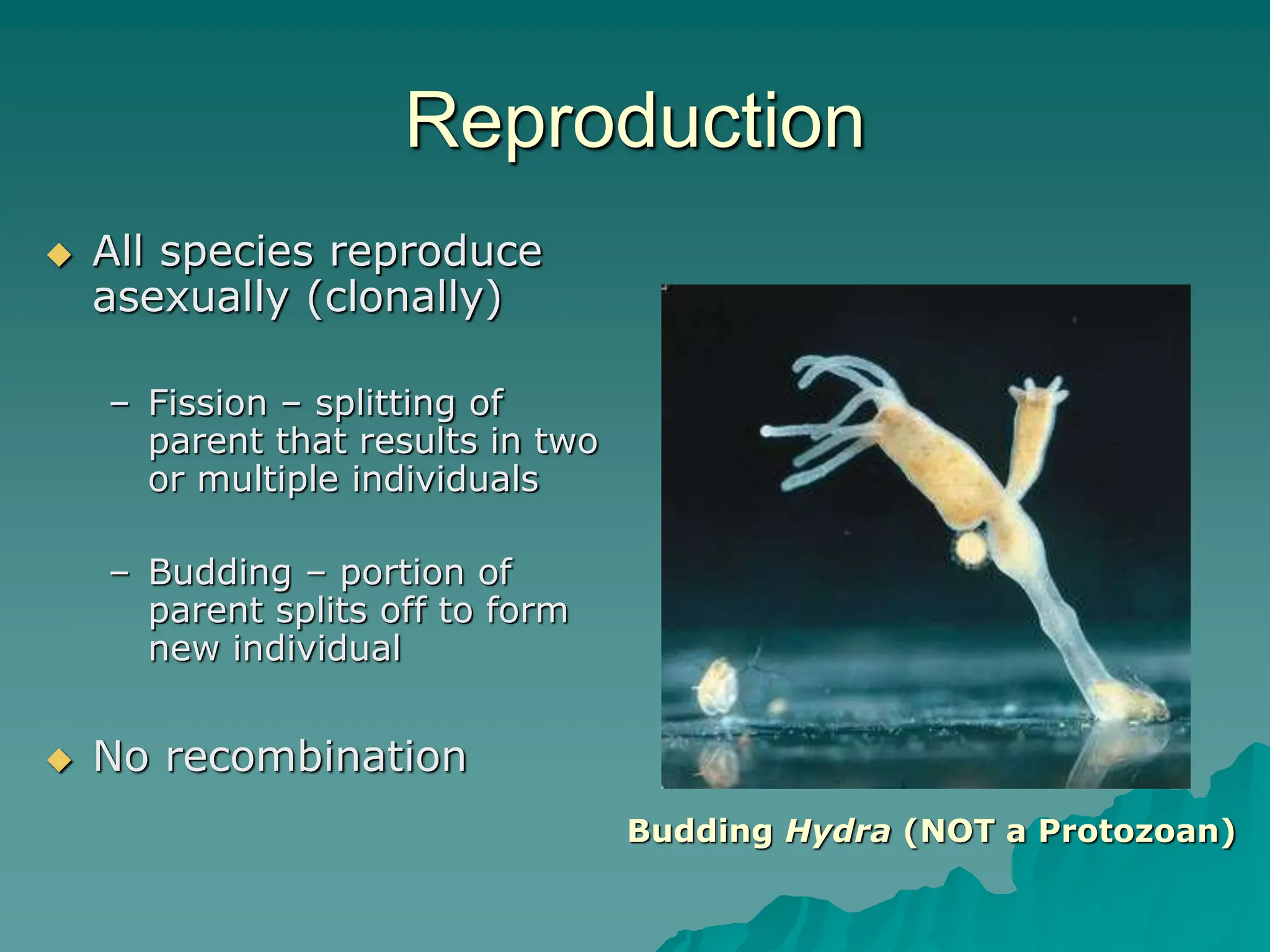 Reproduction
 All species reproduce
asexually (clonally)
– Fission – splitting of
parent that results in two
or multiple individuals
– Budding – portion of
parent splits off to form
new individual
 No recombination
Budding Hydra (NOT a Protozoan)
 