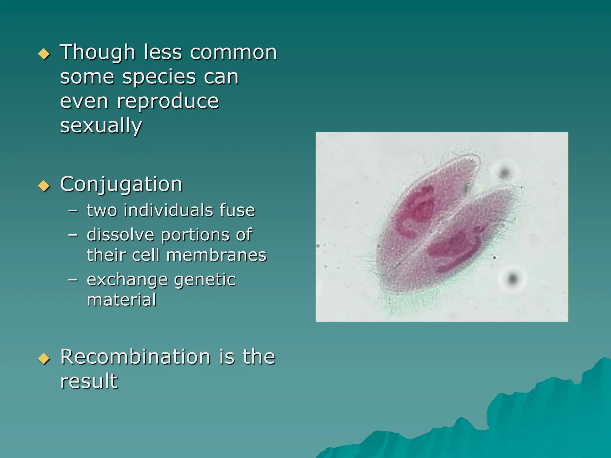  Though less common
some species can
even reproduce
sexually
 Conjugation
– two individuals fuse
– dissolve portions of
their cell membranes
– exchange genetic
material
 Recombination is the
result
 