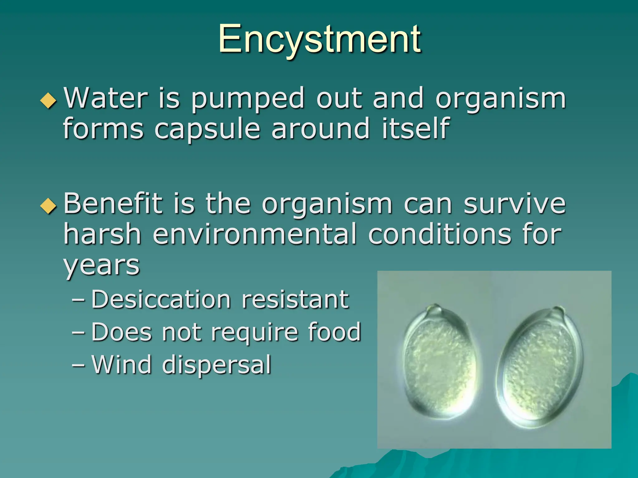 Encystment
 Water is pumped out and organism
forms capsule around itself
 Benefit is the organism can survive
harsh environmental conditions for
years
– Desiccation resistant
– Does not require food
– Wind dispersal
 