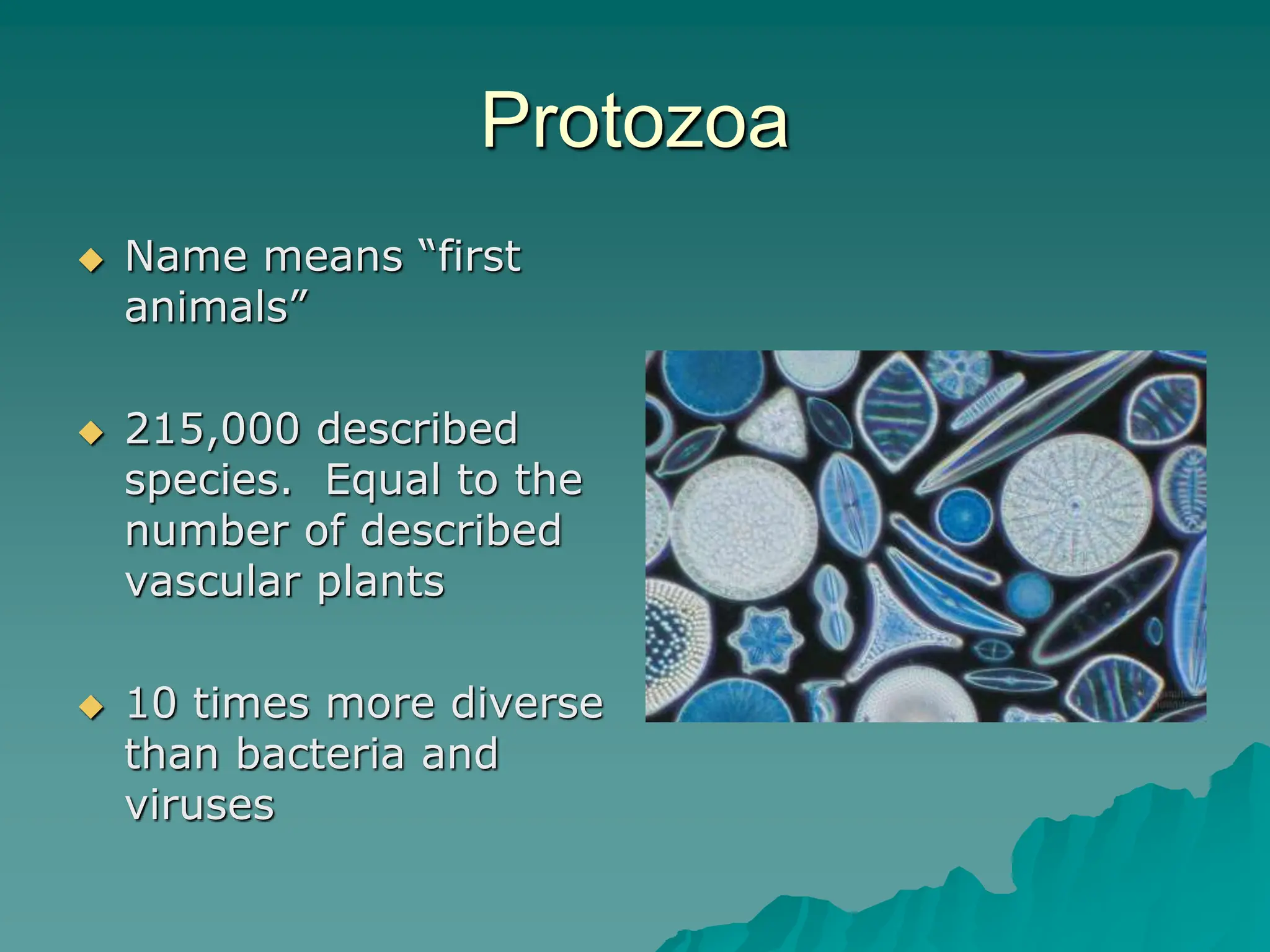 Protozoa
 Name means “first
animals”
 215,000 described
species. Equal to the
number of described
vascular plants
 10 times more diverse
than bacteria and
viruses
 