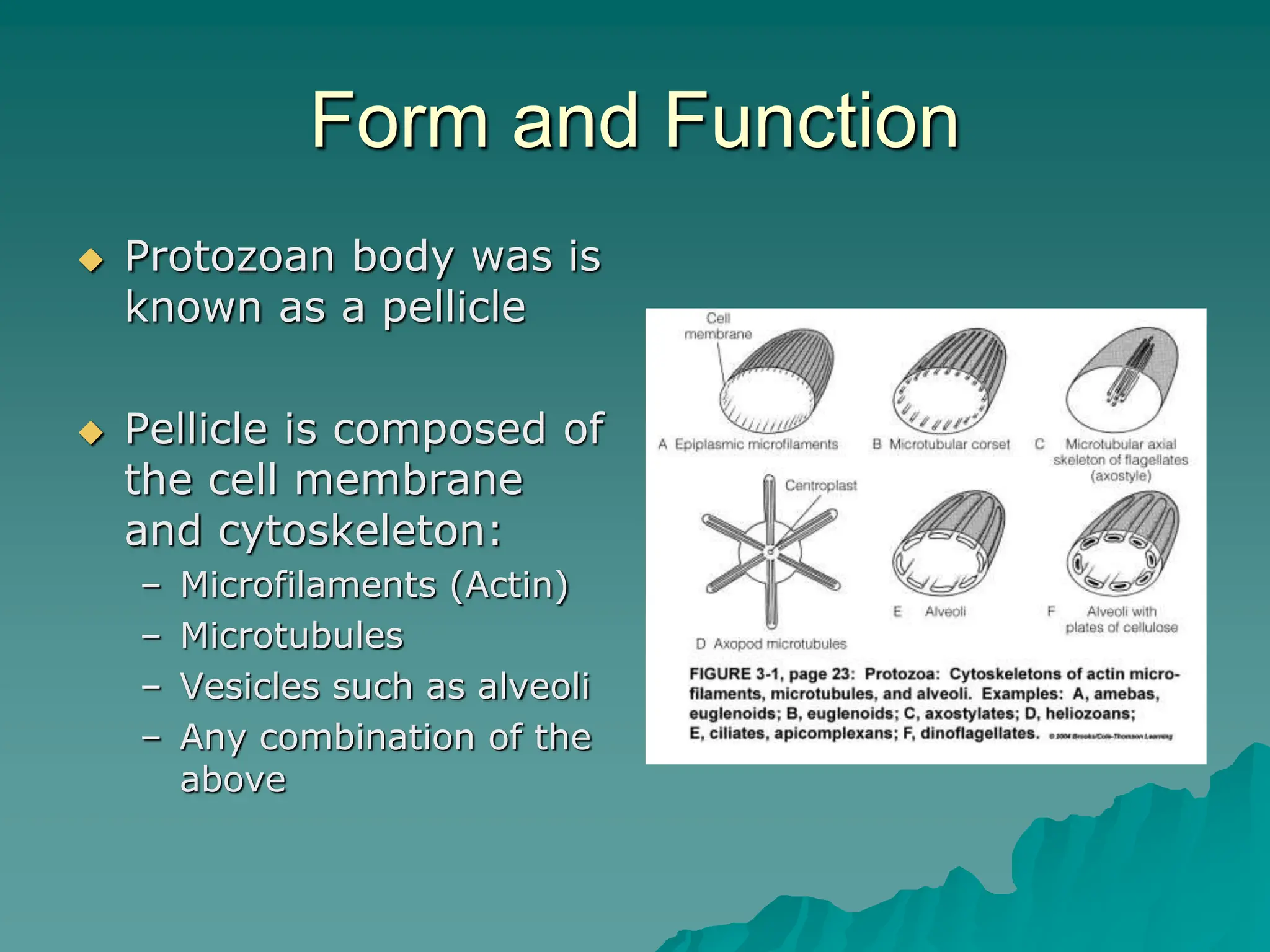 Form and Function
 Protozoan body was is
known as a pellicle
 Pellicle is composed of
the cell membrane
and cytoskeleton:
– Microfilaments (Actin)
– Microtubules
– Vesicles such as alveoli
– Any combination of the
above
 